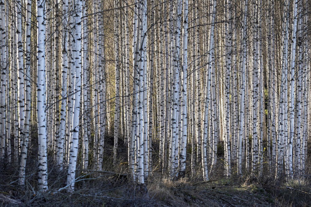 Similar – Image, Stock Photo westerly winds Environment