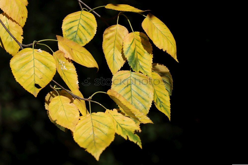 Similar – Autumnal orange shining lampion flower