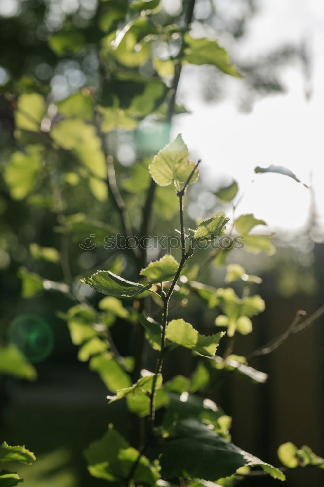 Similar – windows Window Dirty Dust