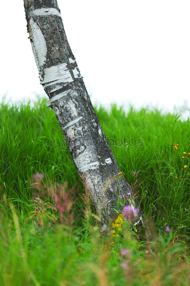 Similar – Zuversicht Erfolg Frühling