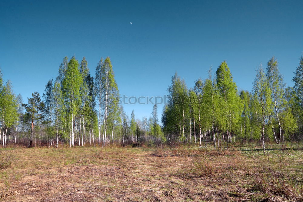 Similar – bog tree Tree Bog Marsh