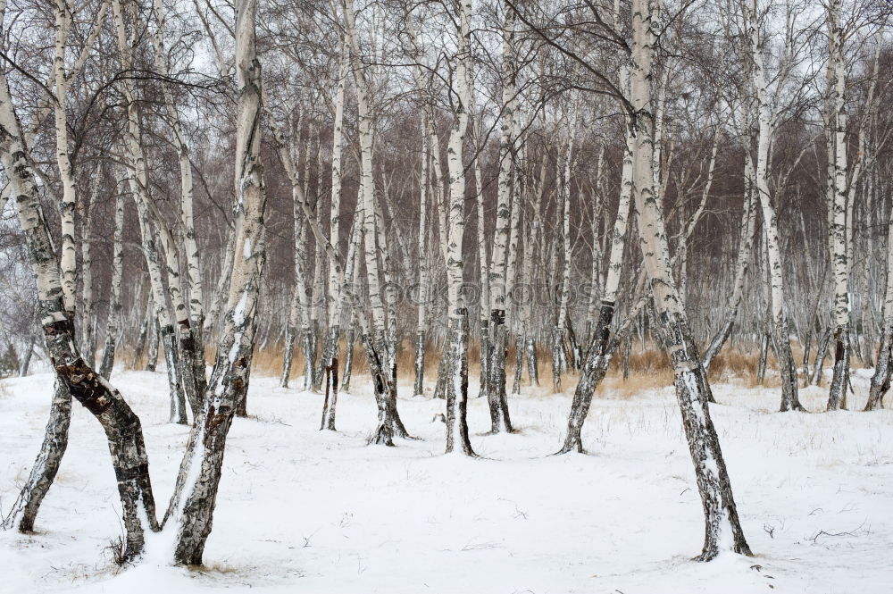 Similar – Image, Stock Photo November blues Environment