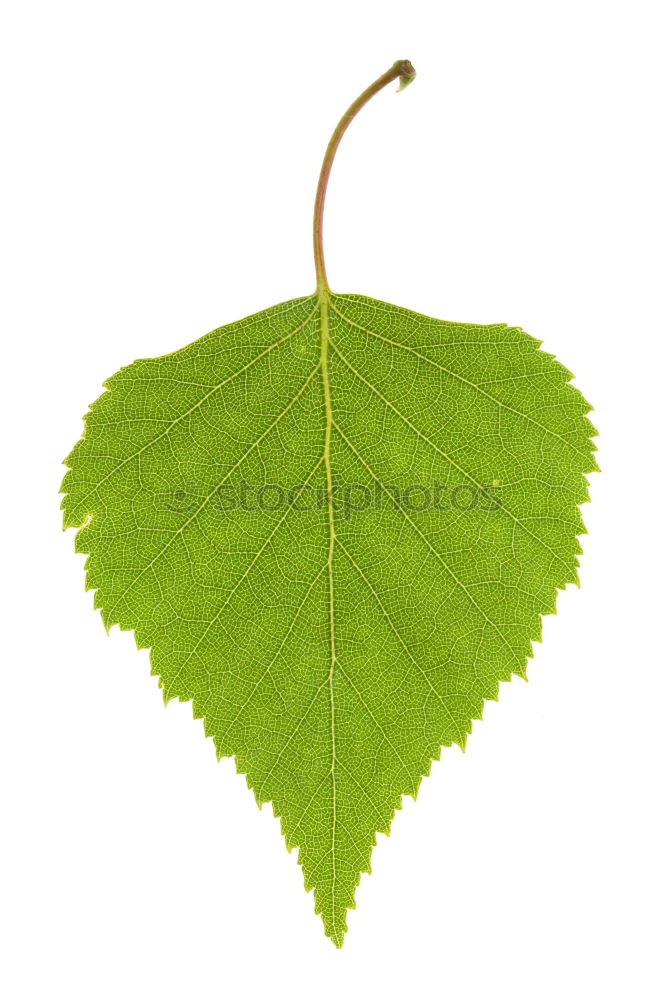 Similar – Image, Stock Photo three yellow leaves Plant