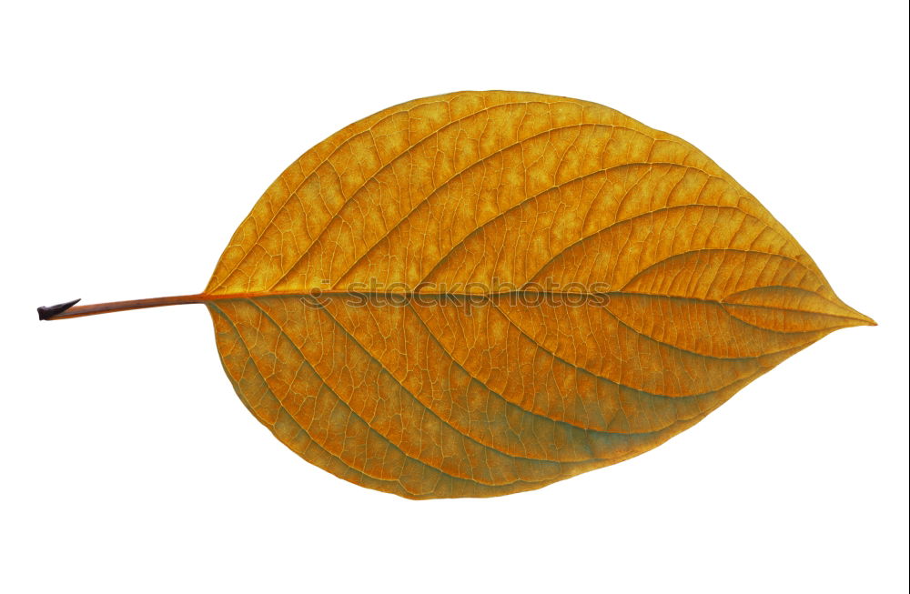 Similar – Autumn colors leaf