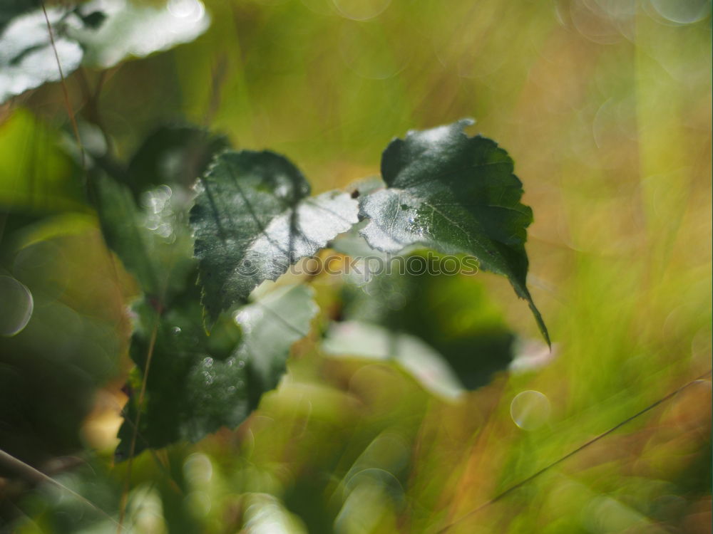 Similar – Image, Stock Photo Hornbeam