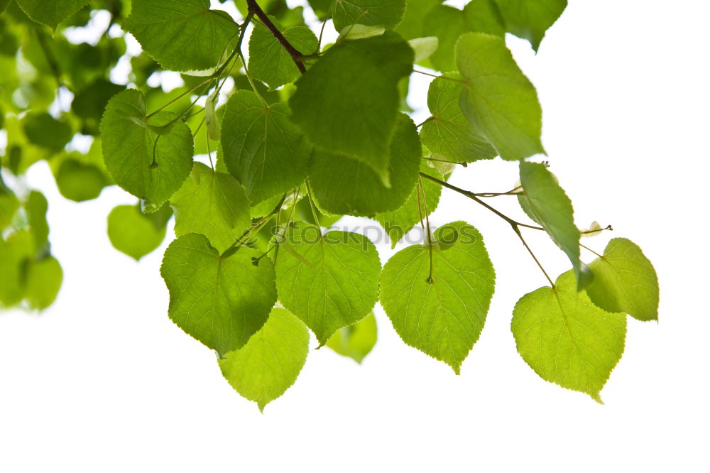 Similar – Image, Stock Photo summer rain rose Plant