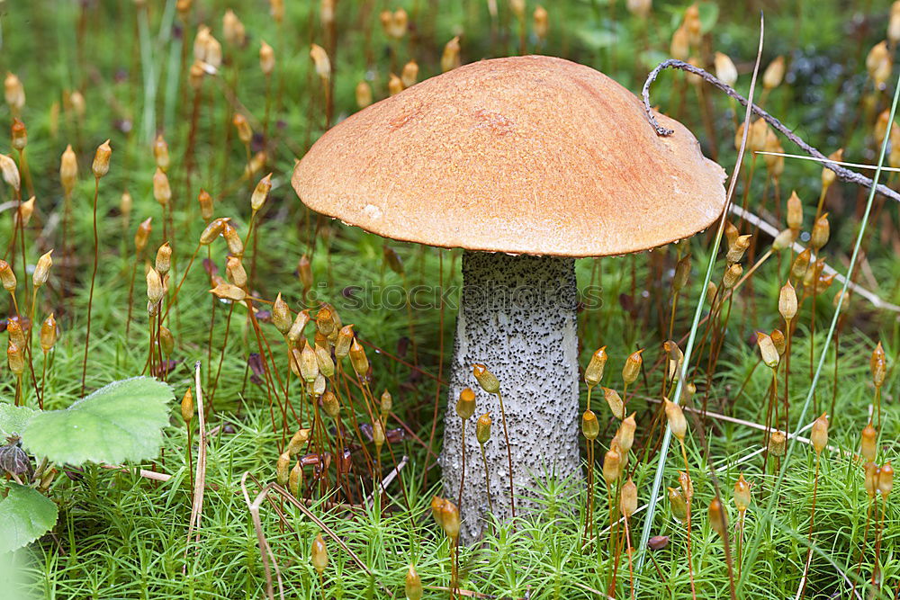 Waldbewohner Gras Wiese