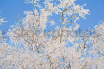 Similar – Foto Bild für Bèla Ausflug Winter