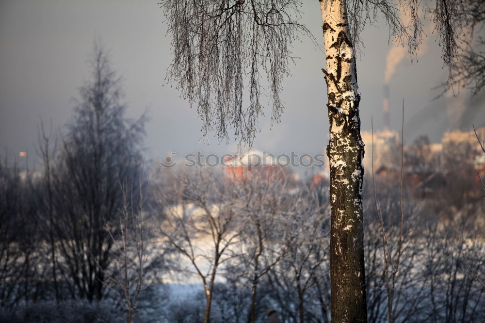 Similar – Image, Stock Photo Sunset in the Lauteracher Ried