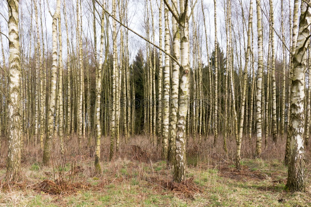 Similar – Image, Stock Photo in the wood Environment