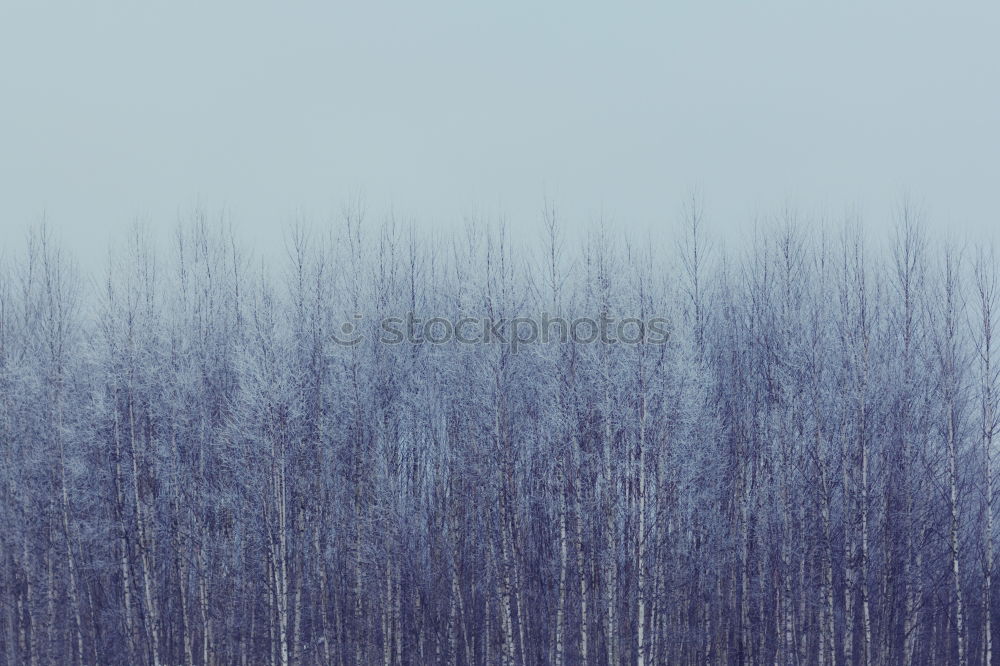 Similar – Image, Stock Photo Twice as cold Forest