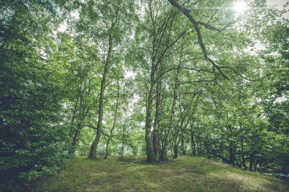 Similar – Image, Stock Photo the German forest is not amused