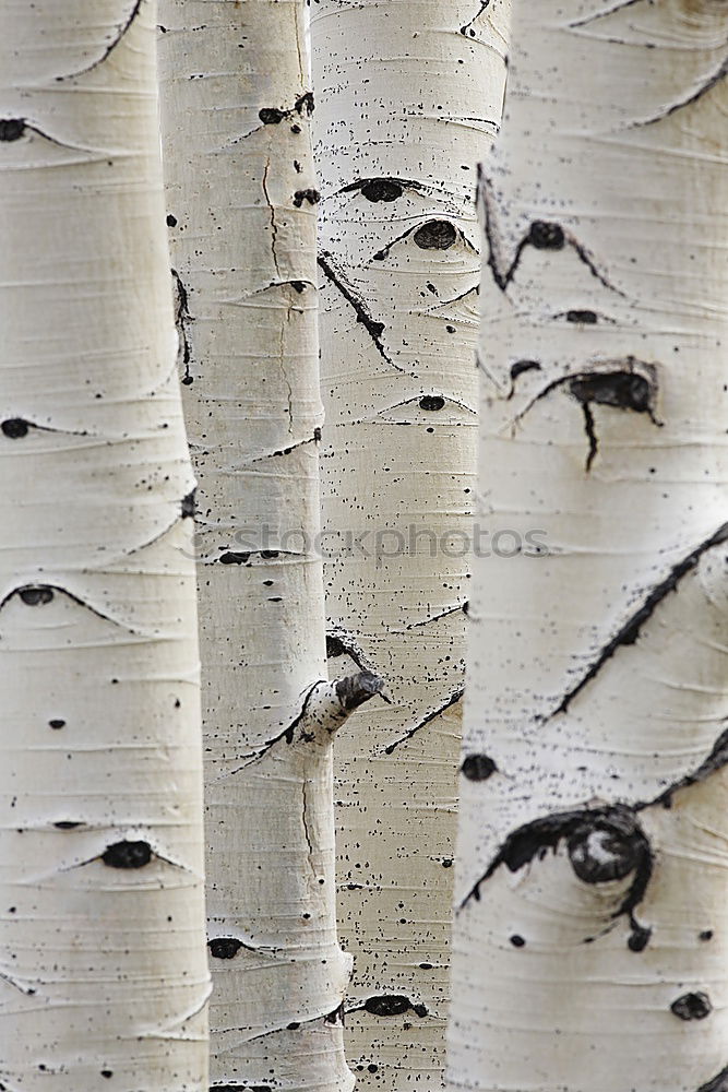 Similar – birch. Environment Nature