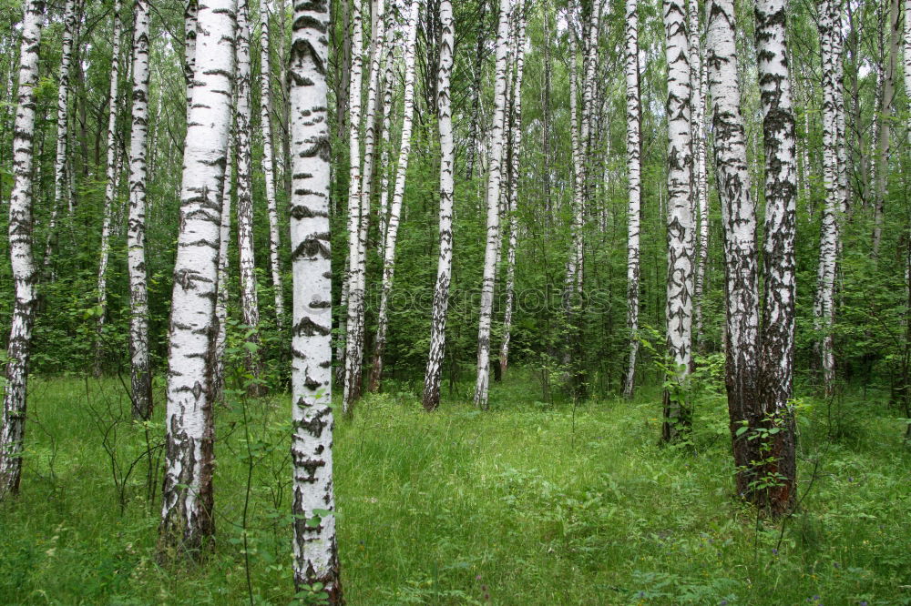 Similar – Image, Stock Photo Swedish birch grove