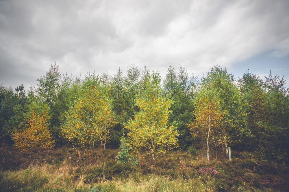 Image, Stock Photo Birch trees in autumn colors