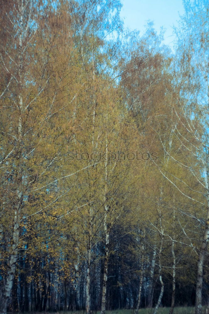 Similar – Image, Stock Photo westerly winds Environment