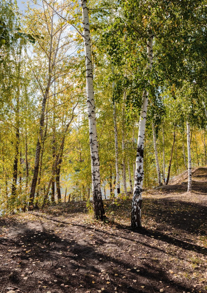 Similar – Image, Stock Photo Steps in the forest