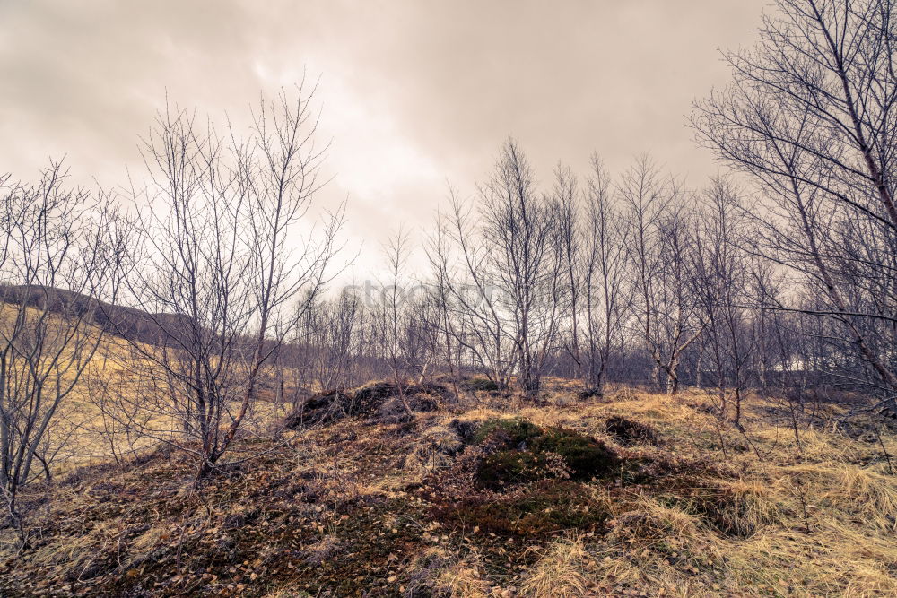 Similar – Image, Stock Photo Geysir Life