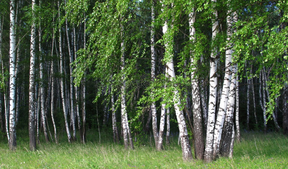 Similar – Image, Stock Photo Swedish birch grove