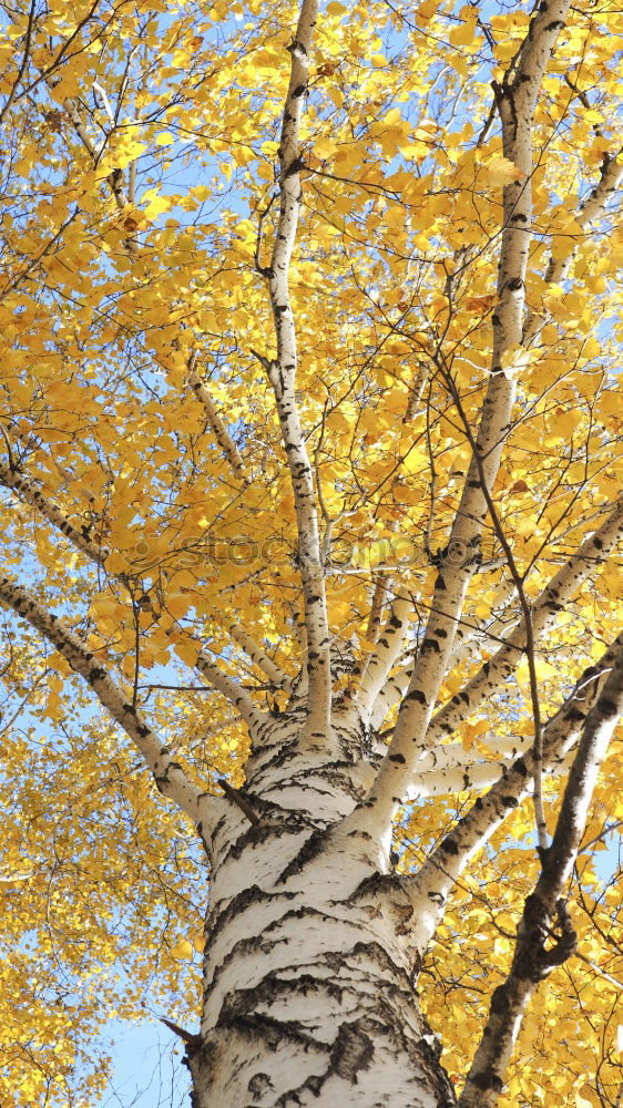 Similar – Image, Stock Photo Trees in autumn Wellness