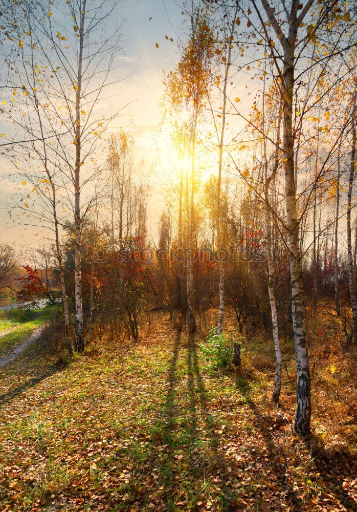 Similar – Image, Stock Photo View of the Rhine Valley near Bonn in the golden autumn