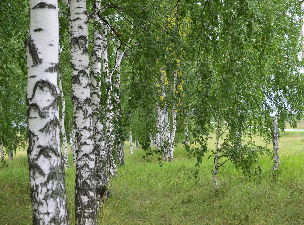 Similar – Foto Bild Wegweiser Erholung ruhig