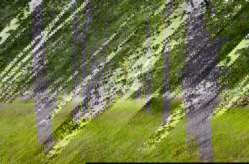 Similar – Image, Stock Photo Hidden in the birch forest