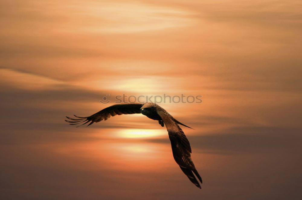 Similar – Image, Stock Photo Bird on the wire rope