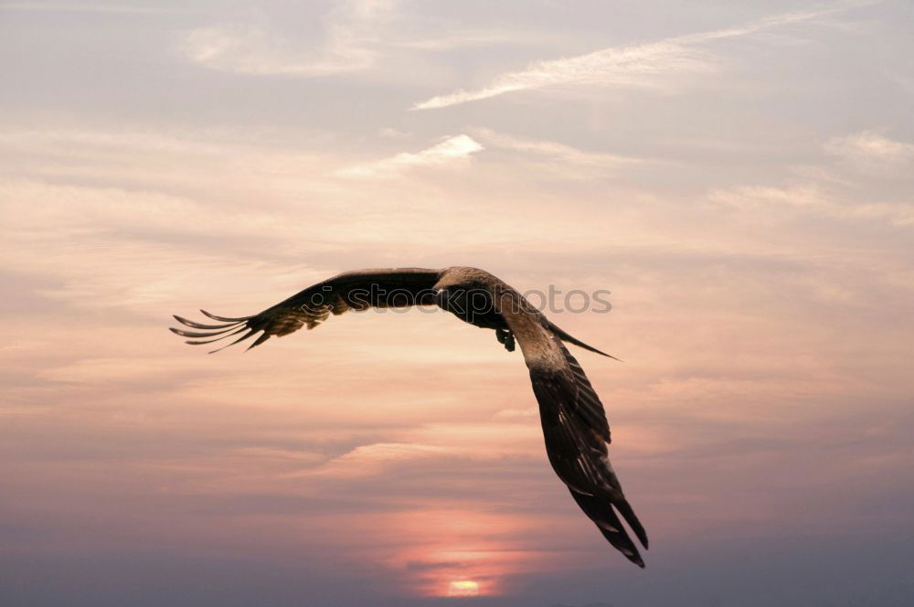 Similar – Foto Bild sturzflug Himmel Wolken