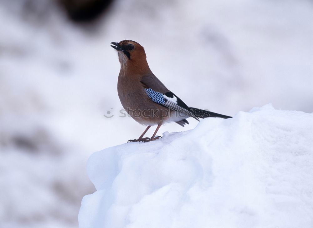 Similar – Image, Stock Photo Hawfinches in the snow