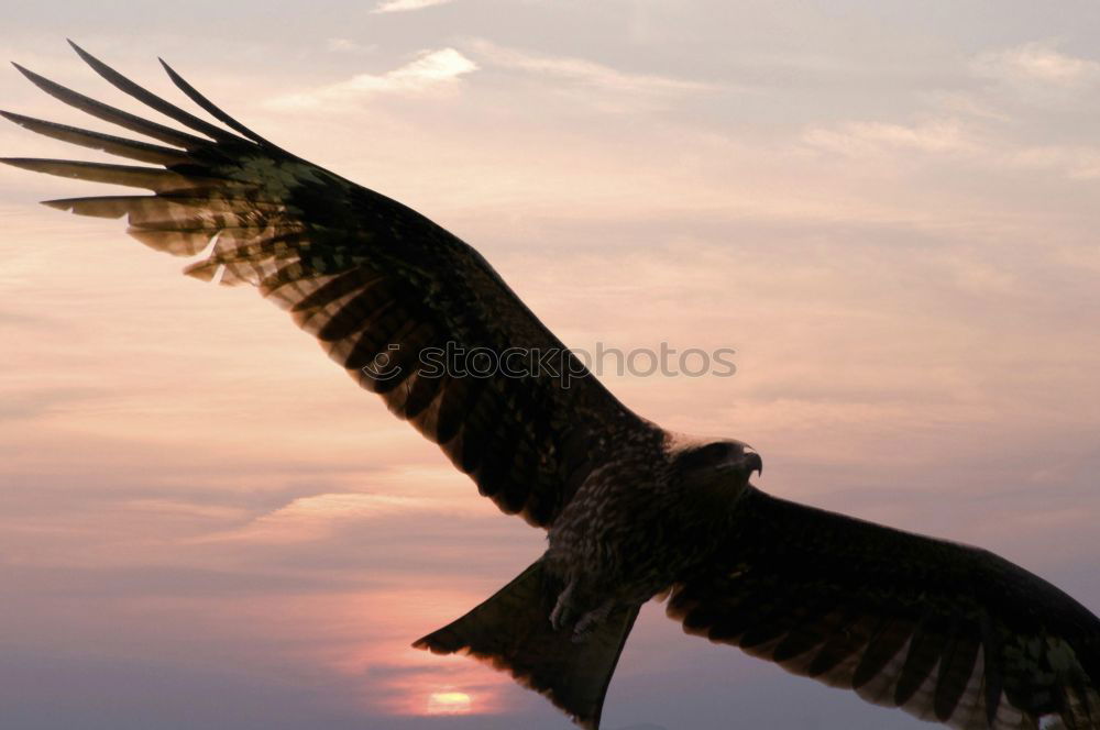 Similar – Image, Stock Photo Black bird Crow