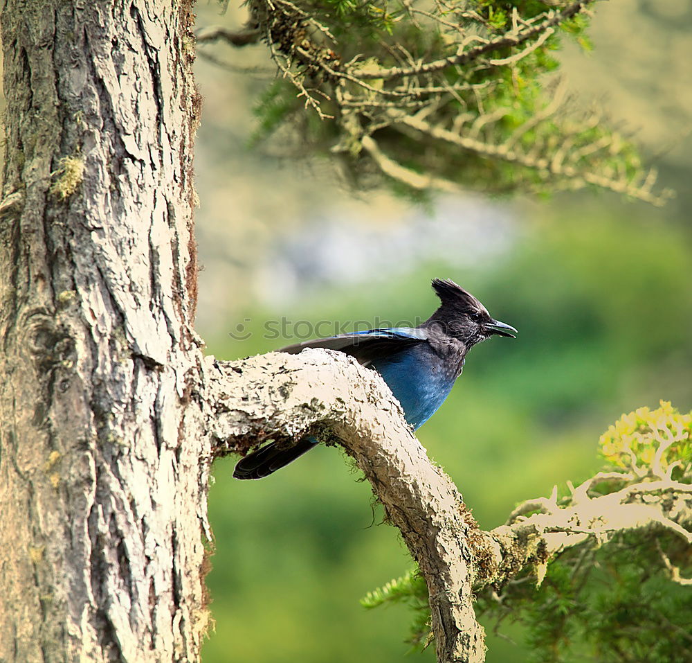 Similar – Image, Stock Photo Flying Artist II (Hummingbird, Cloud Forest Ecuador)