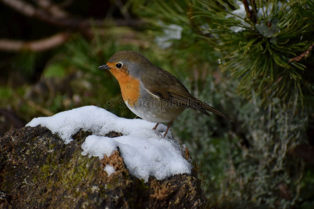 Similar – Robin in the rain 3 Landscape