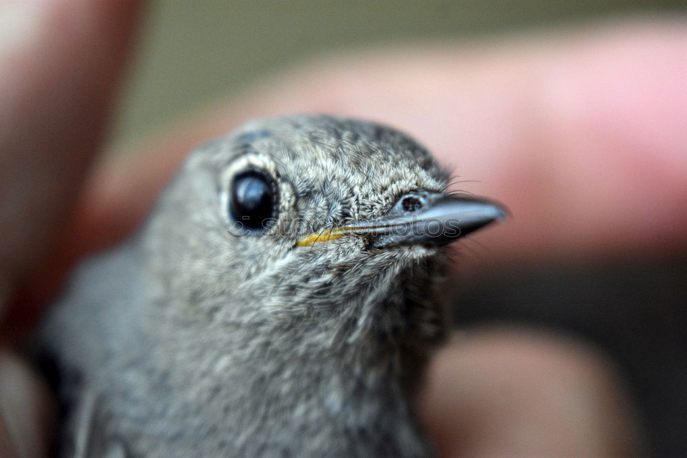 Image, Stock Photo Common swift young bird