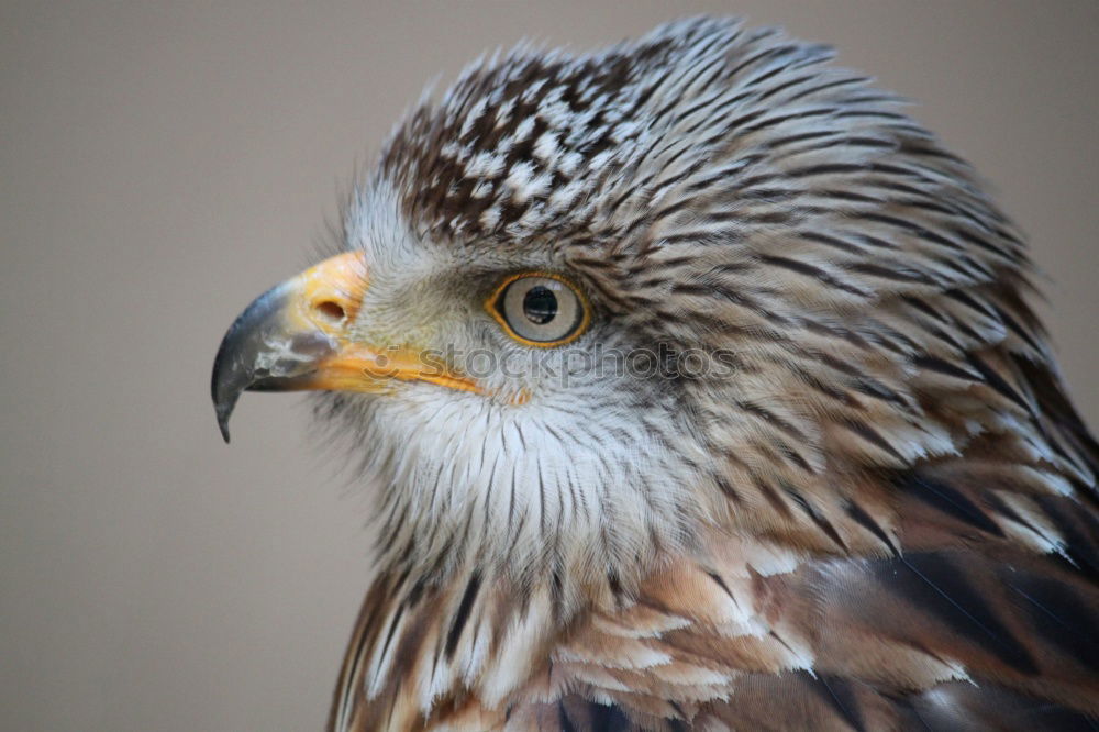 Similar – Image, Stock Photo Falconlord Animal Bird