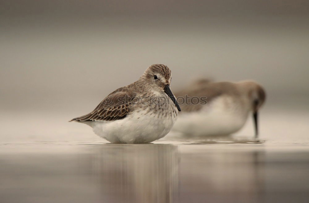 Similar – Image, Stock Photo bird Eating Ocean Nature