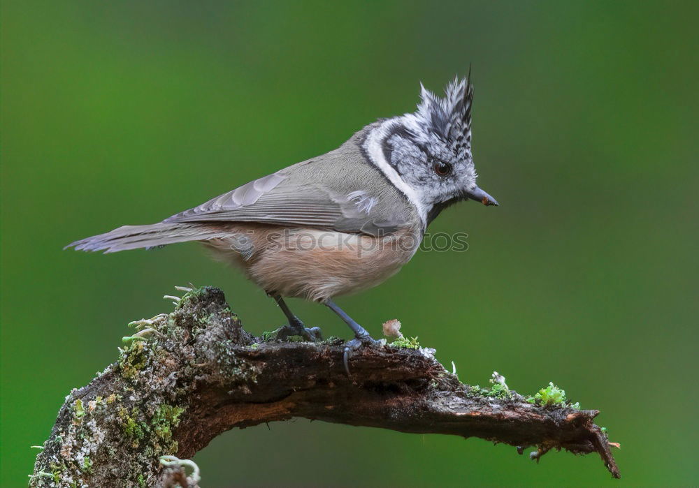 Similar – Full attention Chaffinch