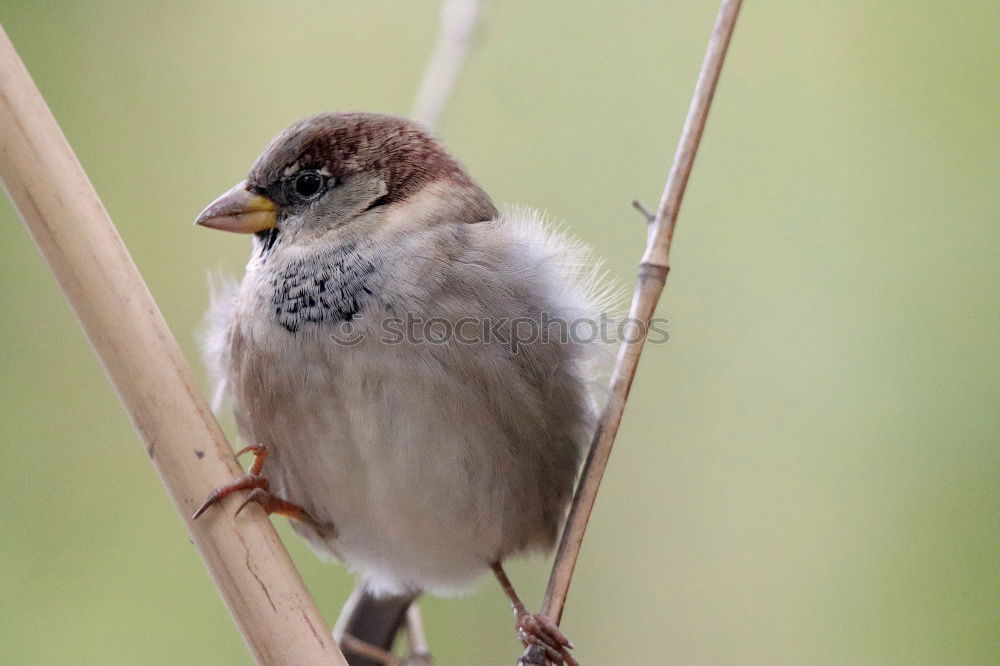 Similar – Big sparrow in autumn leaves