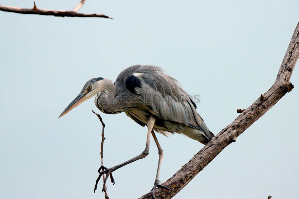Image, Stock Photo Grey Heron in Tree Nature