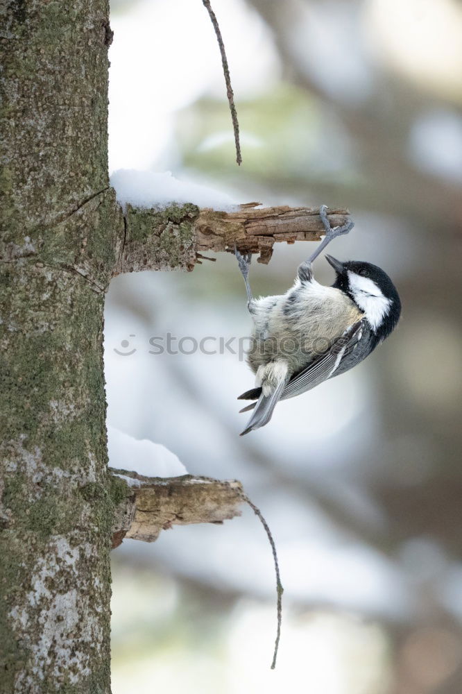 Similar – Image, Stock Photo Great spotted woodpecker on tree trunk