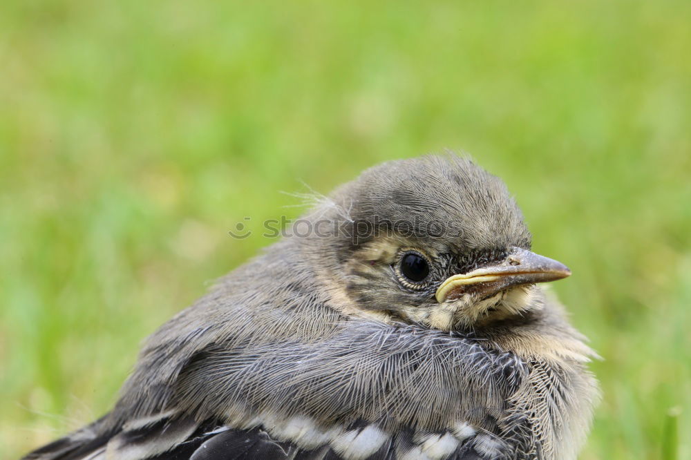 Similar – Foto Bild flügge? Vogel Küken