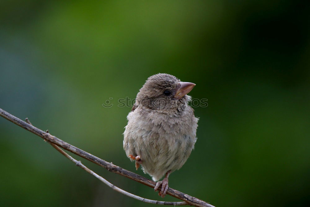 Similar – sidelong glance Animal