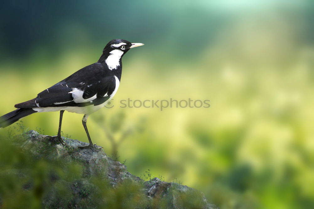 Similar – Image, Stock Photo Dominican Whydah
