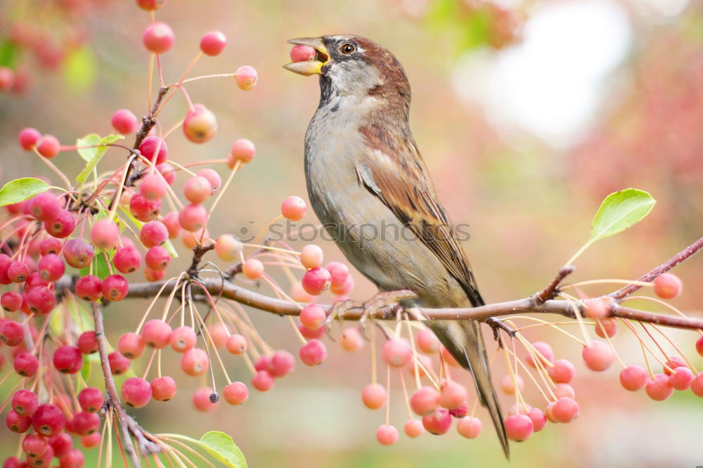 Similar – Image, Stock Photo A blackbird sits in an ornamental apple bush