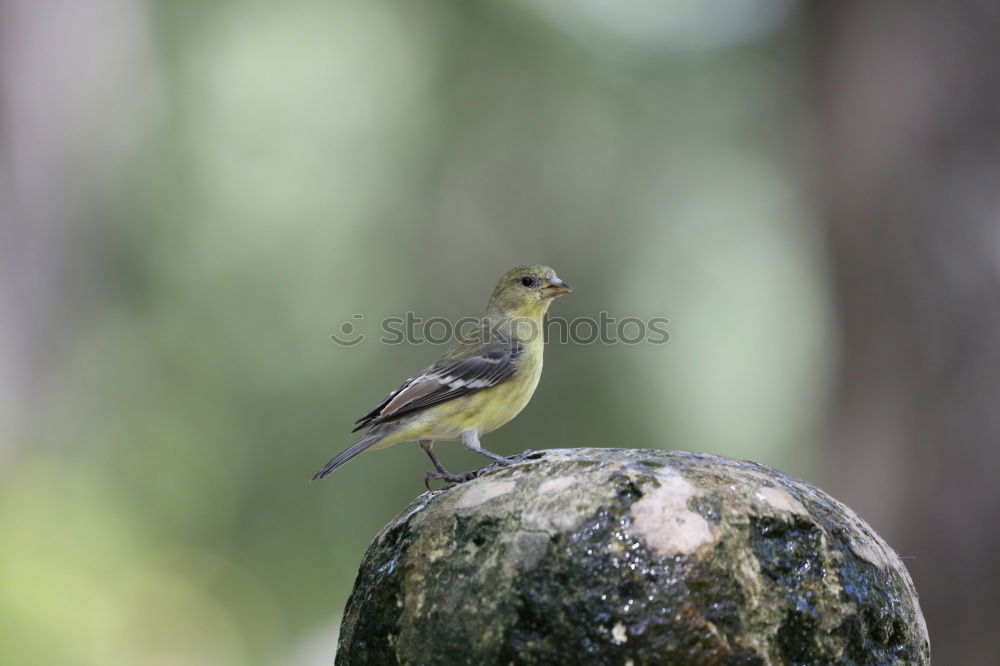 Similar – Full attention Chaffinch