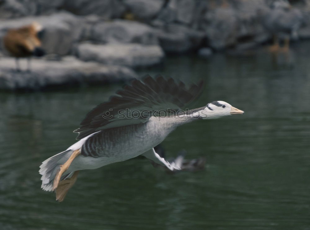 Similar – Image, Stock Photo morning gymnastics Bird