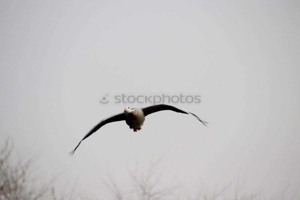 Similar – Magpie in fast flight