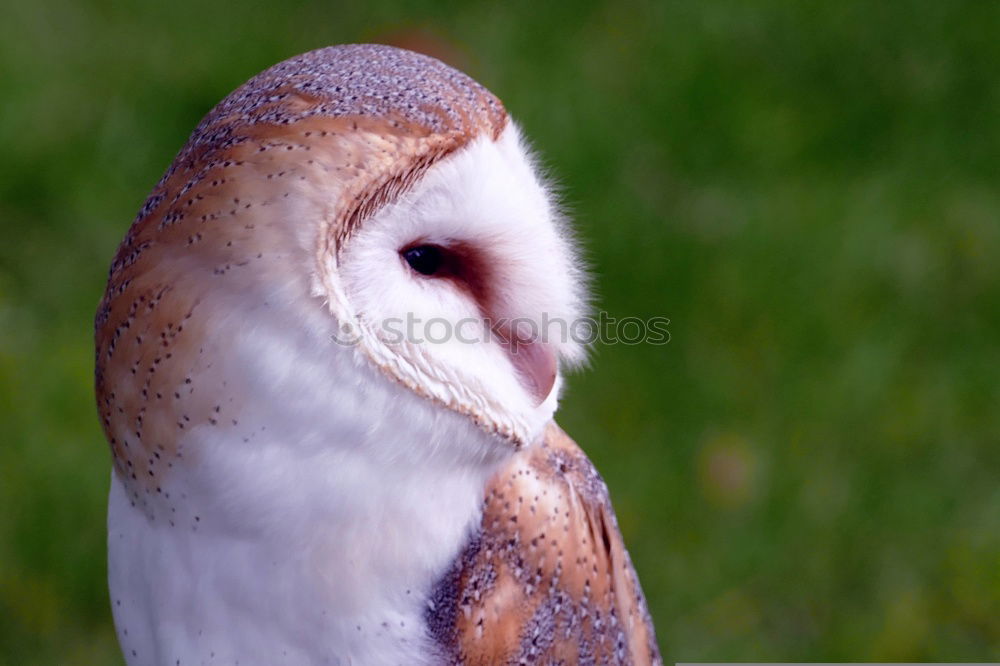 Similar – Mr Barn Owl Grass Bird