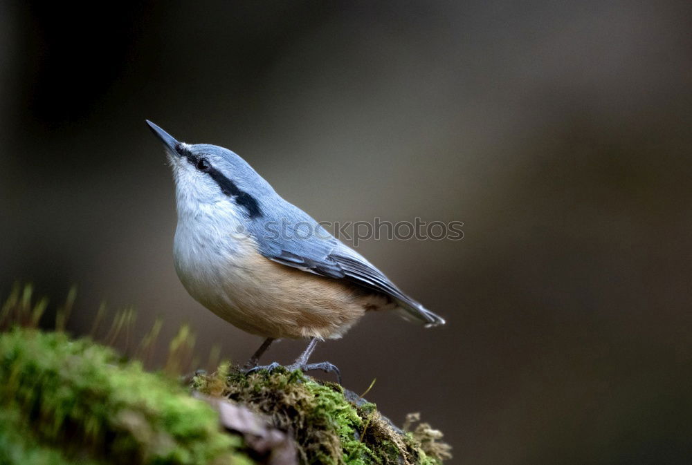 Similar – Image, Stock Photo Nuthatch (Sitta europaea)