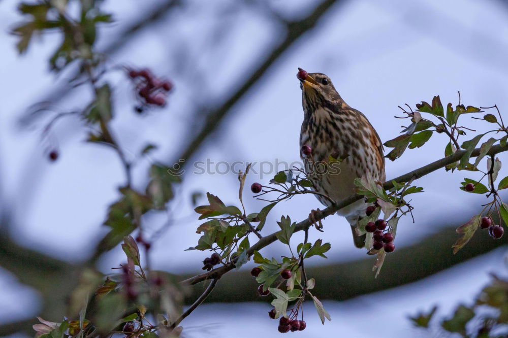 Similar – Image, Stock Photo Thrush in a berry bush